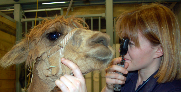 An alpaca receiving an eye exam