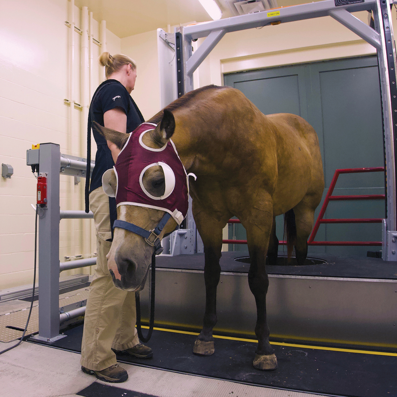 technician working with a horse receiving a standing CT scan