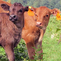 Two calves in a field