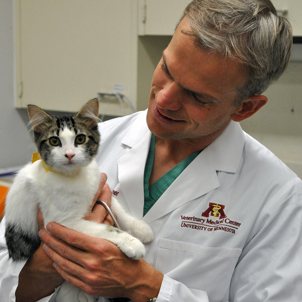 Veterinarian holding a small white and gray cat