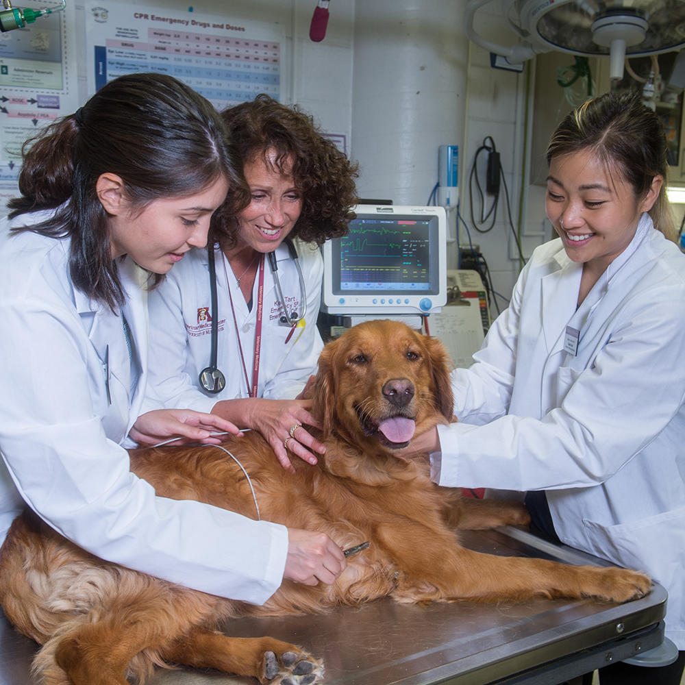 Golden retriever being petted by a veterinarian and two students
