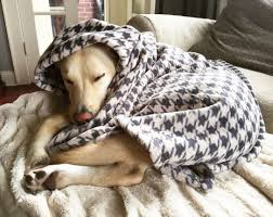 A dog sleeping while wrapped up in a blanket.