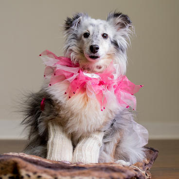 Dog looking at camera with one ear perked up, a pink and white tulle collar, and two prosthetic front legs