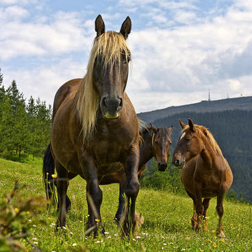 Three horses standing on a grassy hillside.